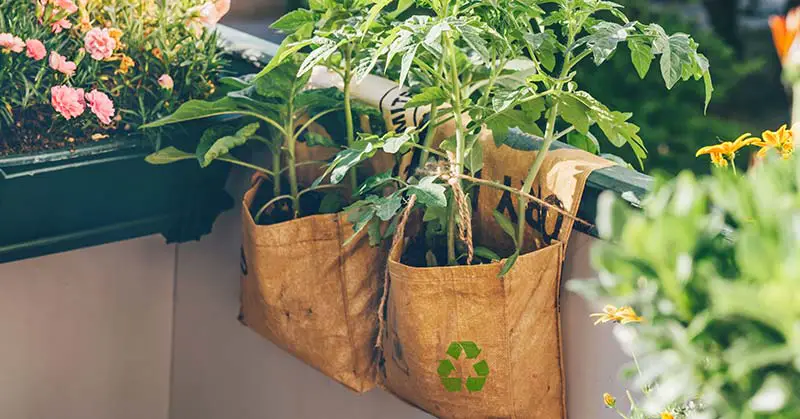 organic grow bag