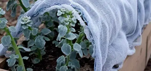 frost blankets
