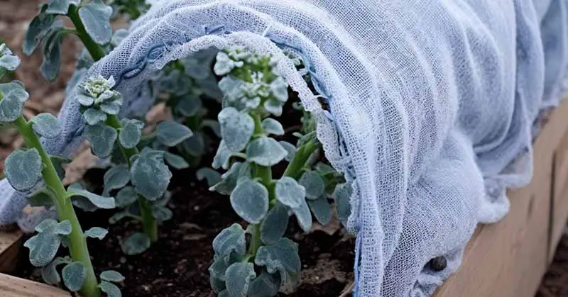 frost blankets