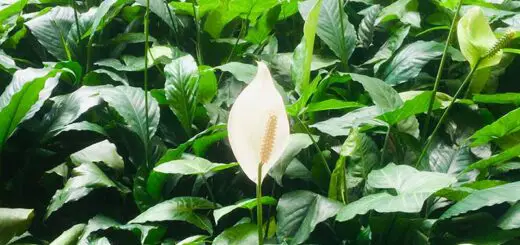 Benefits of Peace Lilies