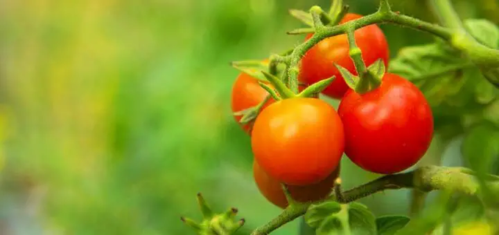 grow hanging tomatoes