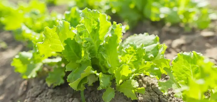 How to Grow Lettuce in California