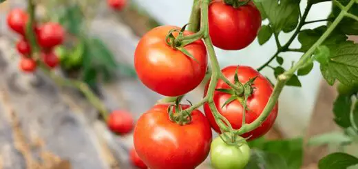 How to Grow Tomatoes in California