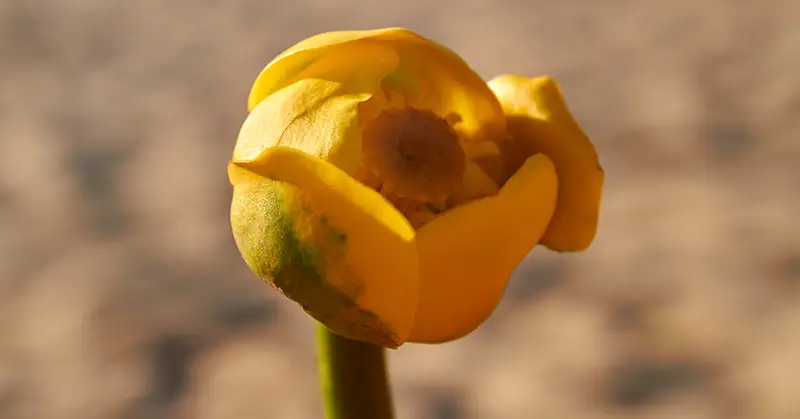 Tulip Heads Bitten Off